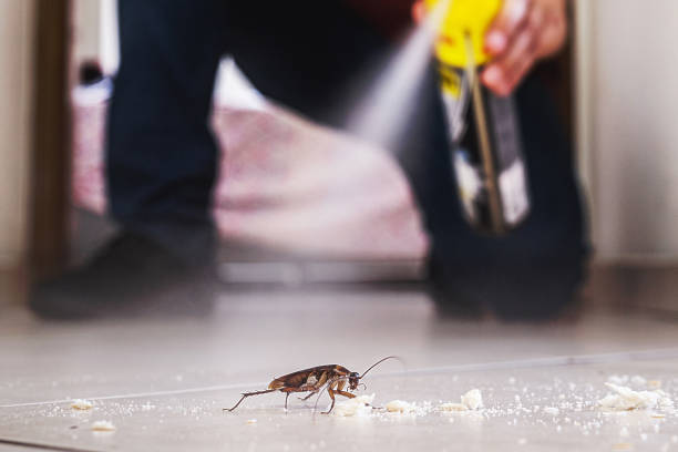 Best Rat Extermination Near Me  in Vilge St George, LA